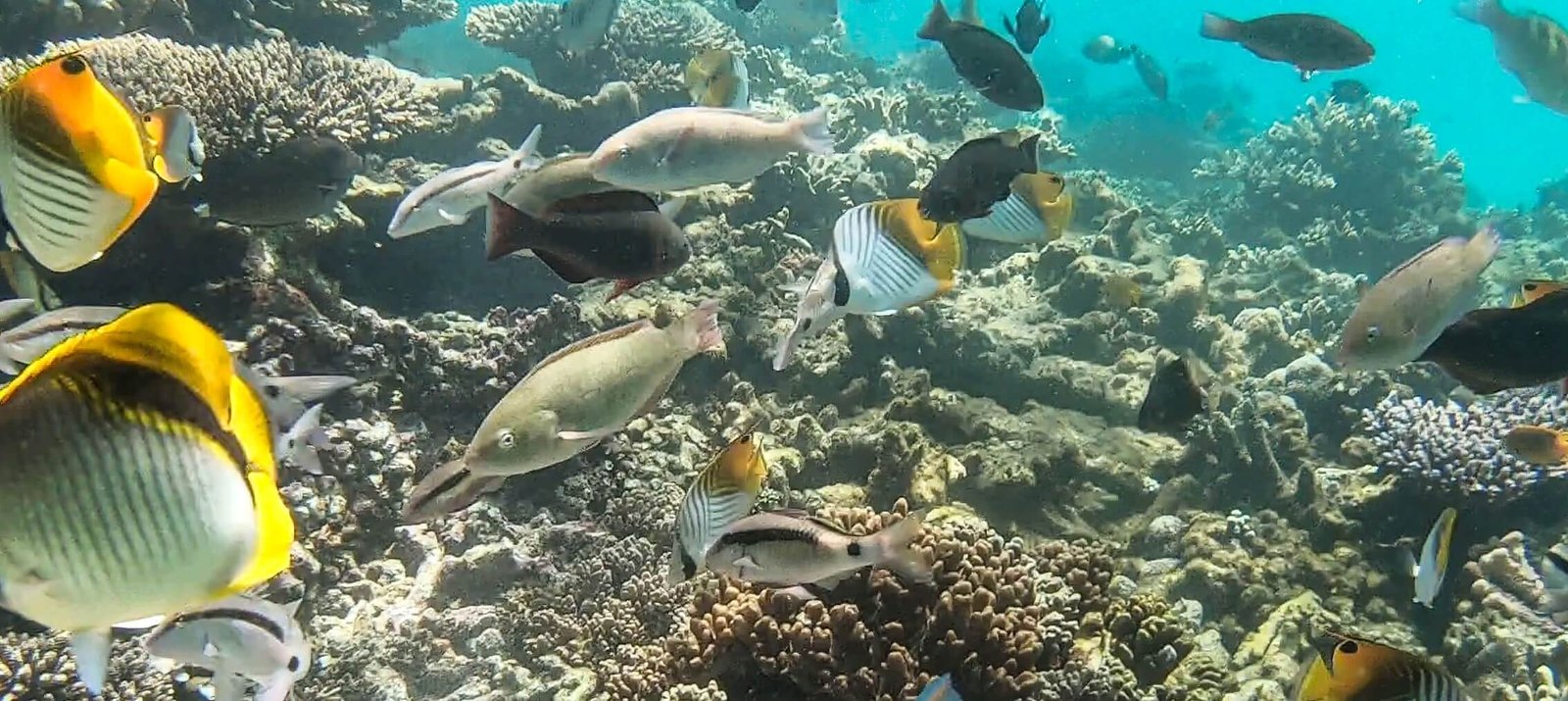 A group of colorful fish swimming gracefully near a vibrant coral reef