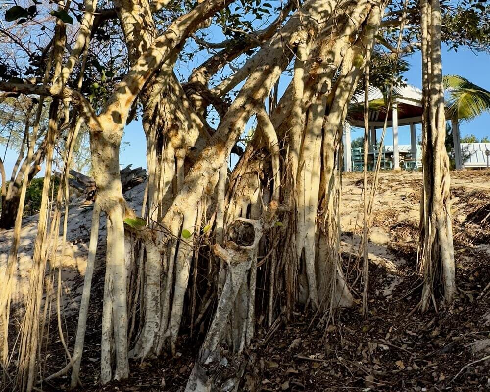 A large tree with numerous branches and lush green leaves
