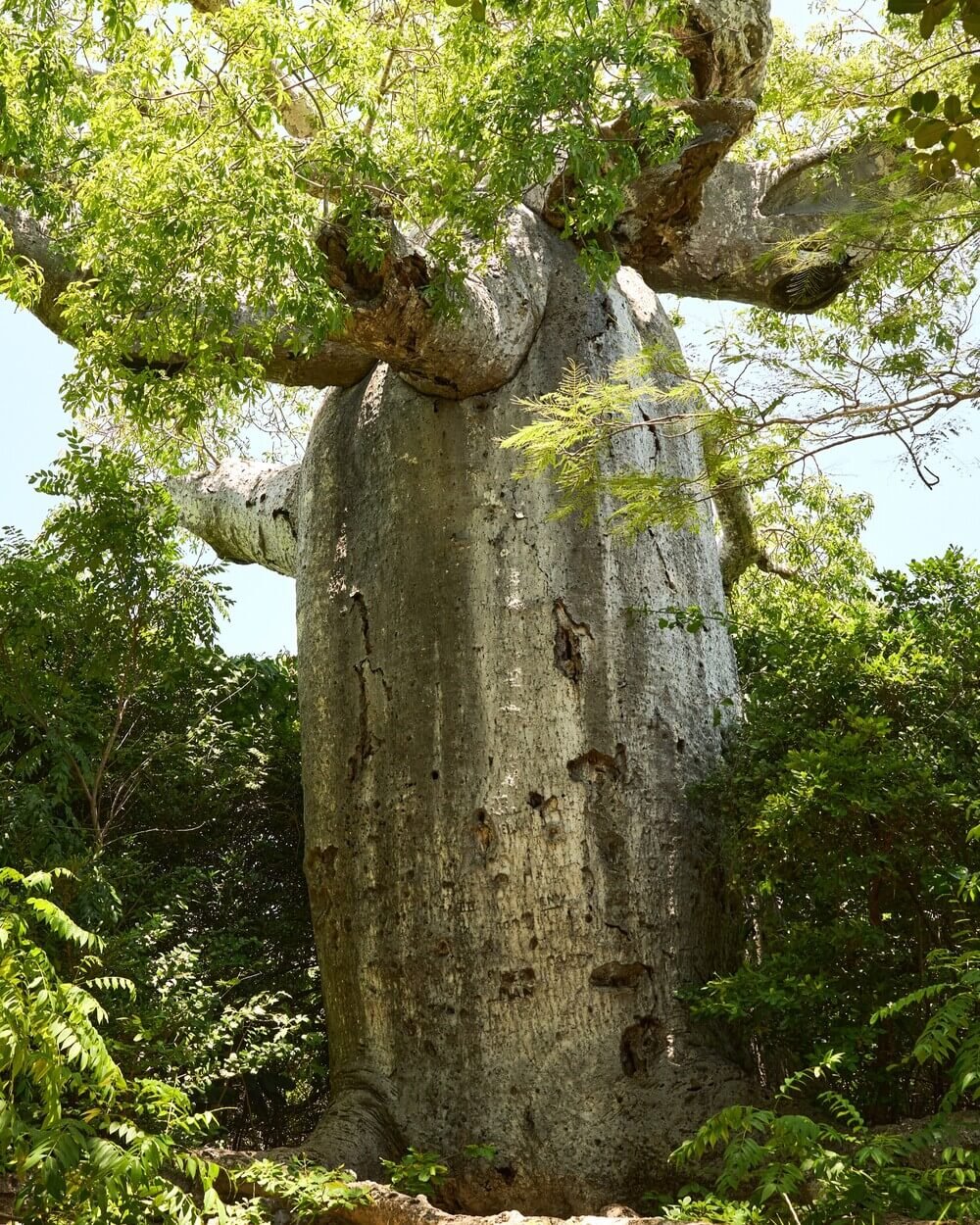 A large tree with numerous branches