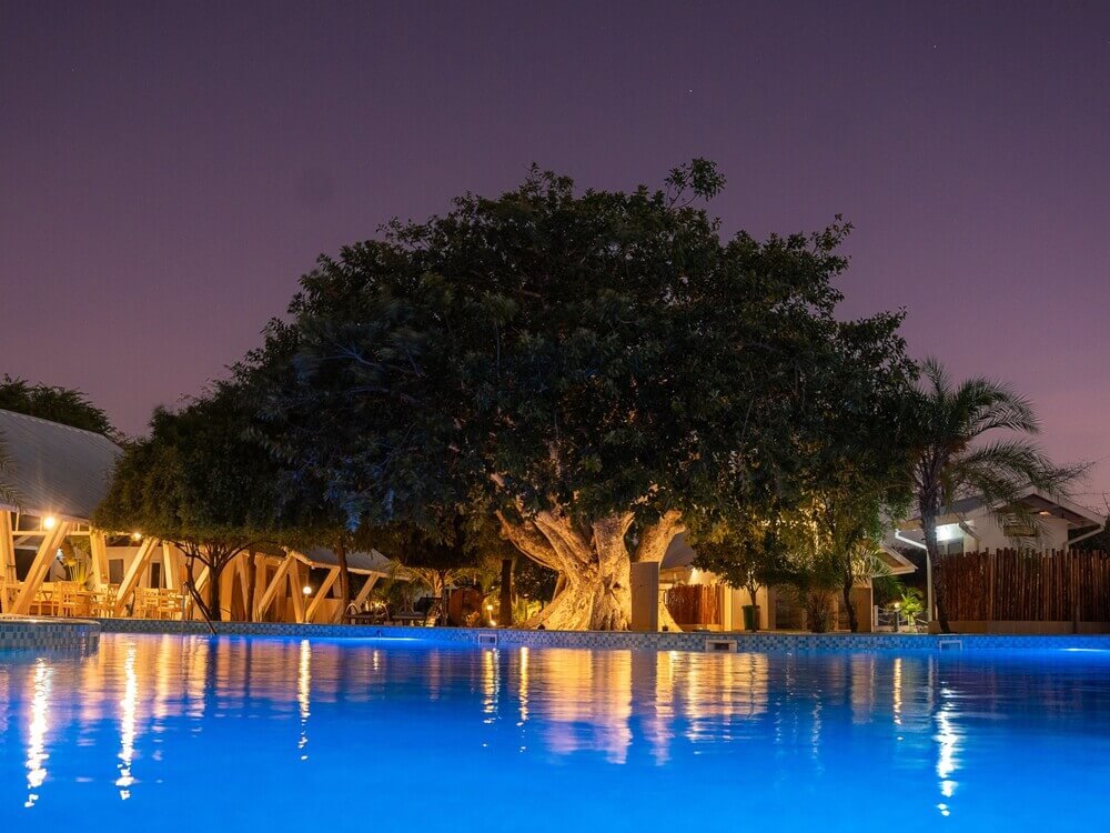 A tranquil pool reflects a large tree