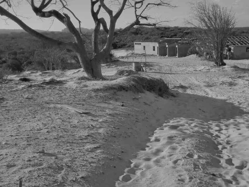 Black and white barren tree landscape