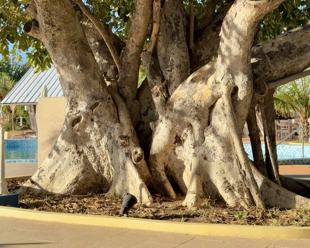 Gnarled tree trunk with thick roots near a pool