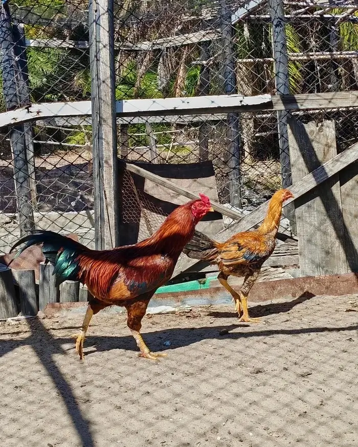 Traditional Chickens